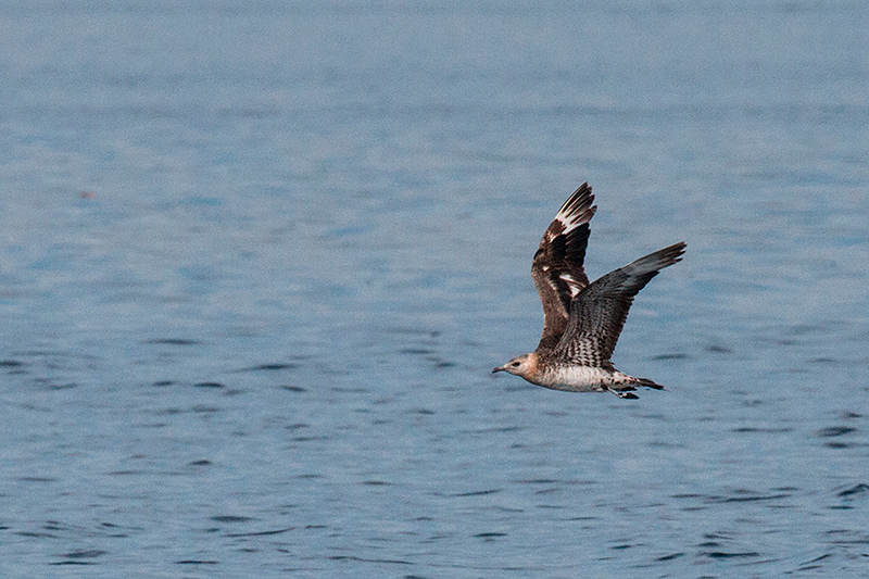 Parasitic Jaeger, en route to Green Acres Cocoa Plantation, Panama