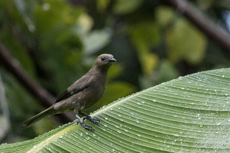 Palm Tanager, Gamboa, Panama