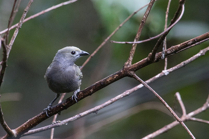 The Harrisons' Feeders, Cerro Azul, Panama