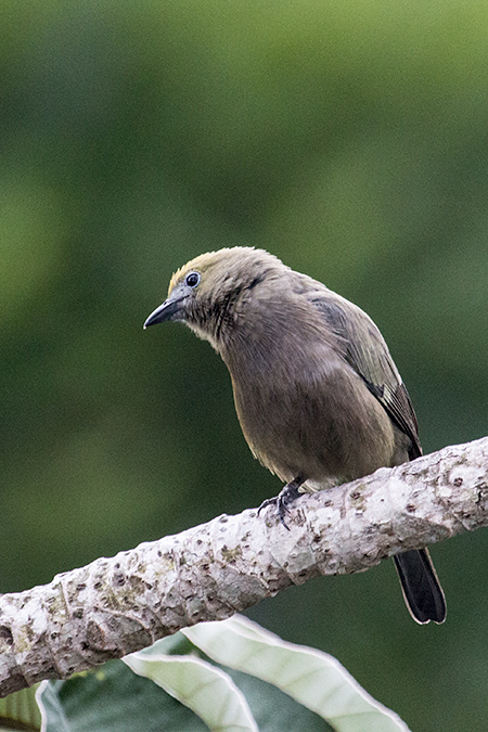 Canopy Tower, Panama