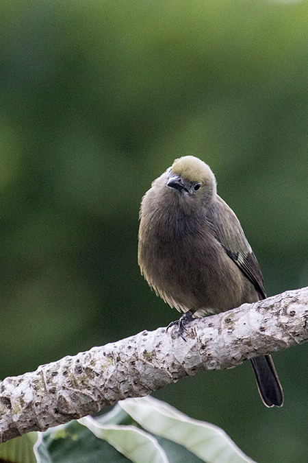 Canopy Tower, Panama