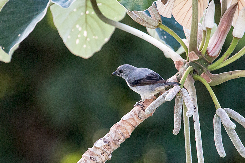 Plain-colored Tanager, Canopy Tower, Panama