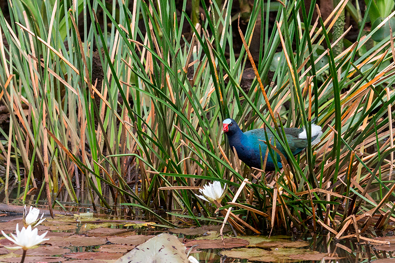 Purple Gallinule, Saropa (Snyder) Canal Boat Trip, Bocas del Toro, Panama