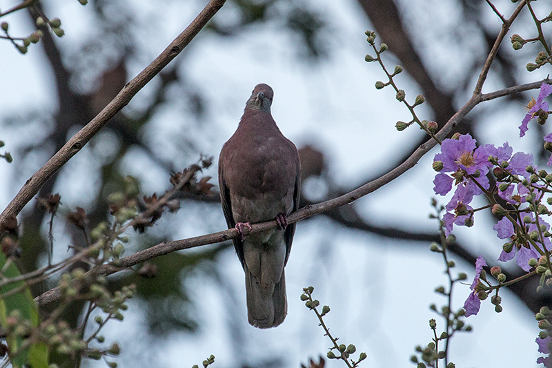 Pale-vented Pigeon, Country Inn and Suites, Panama