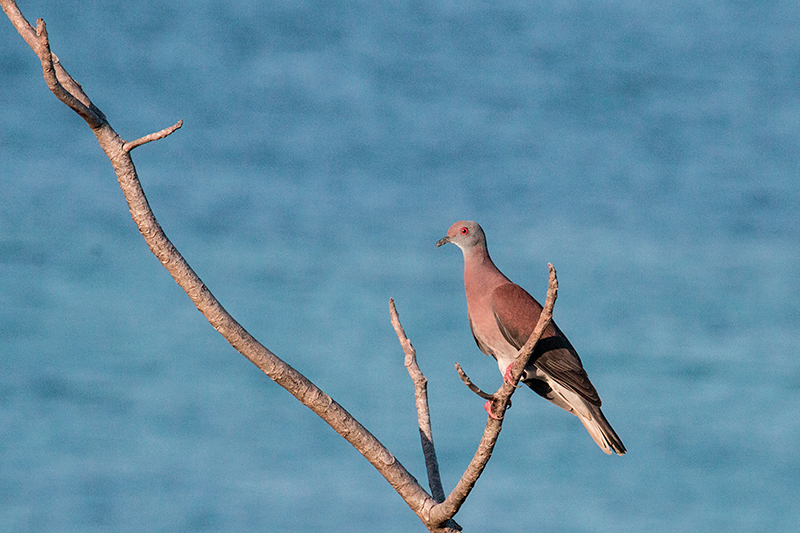 Pale-vented Pigeon, Tranquilo Bay Lodge, Bastimentos Island, Panama