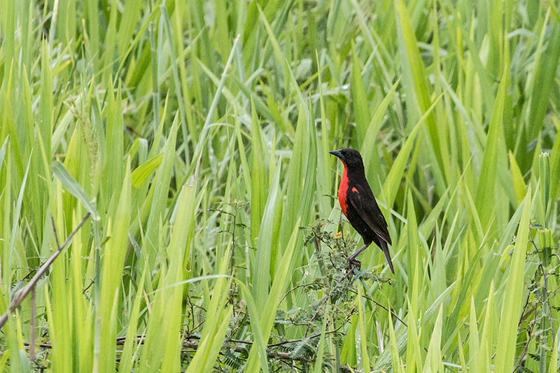 Red-breasted Meadowlark, Punta Robalo, Chiriqu Grande, Bocas del Toro, Panama