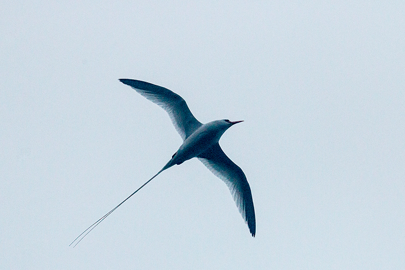 Red-billed Tropicbird, Bird Island (Swan's Key), Bocas del Toro, Panama