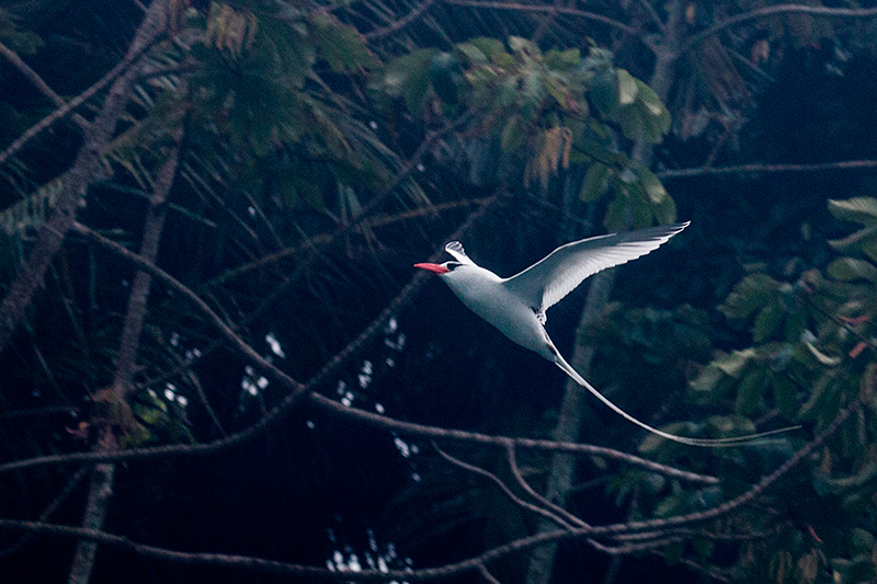 Red-billed Tropicbird, Bird Island (Swan's Key), Bocas del Toro, Panama