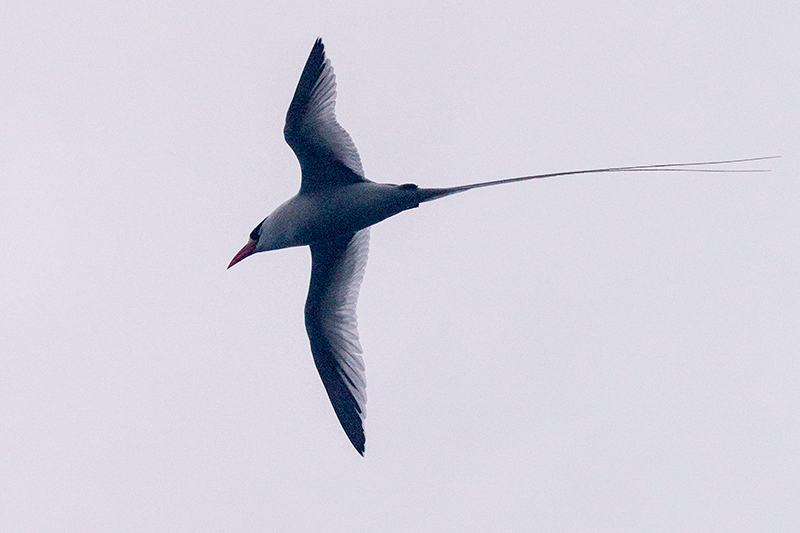 Red-billed Tropicbird, Bird Island (Swan's Key), Bocas del Toro, Panama