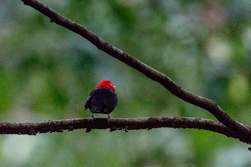 Red-capped Manakin, Tranquilo Bay Lodge, Bastimentos Island, Panama