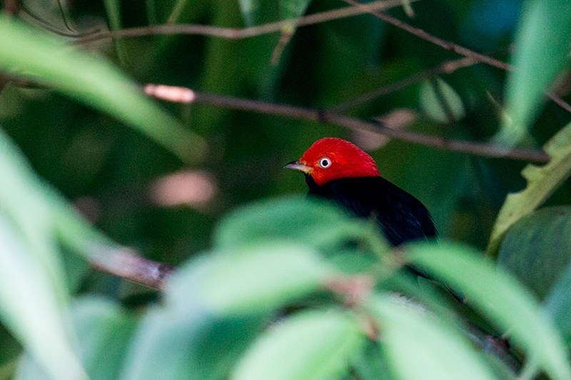 Red-capped Manakin, Tranquilo Bay Lodge, Bastimentos Island, Panama