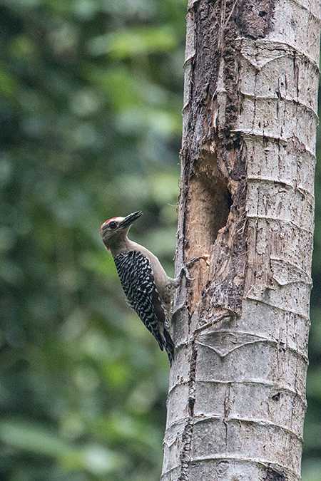 Red-crowned Woodpecker, Valle Chiquito, Panama