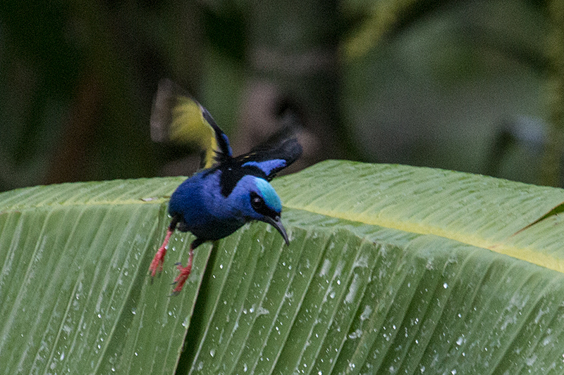 Red-legged Honeycreeper, Gamboa, Panama