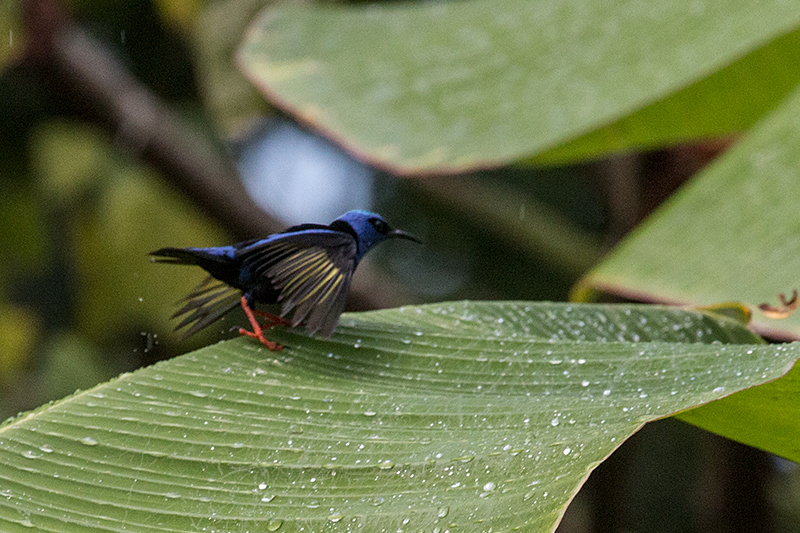 Red-legged Honeycreeper, Gamboa, Panama