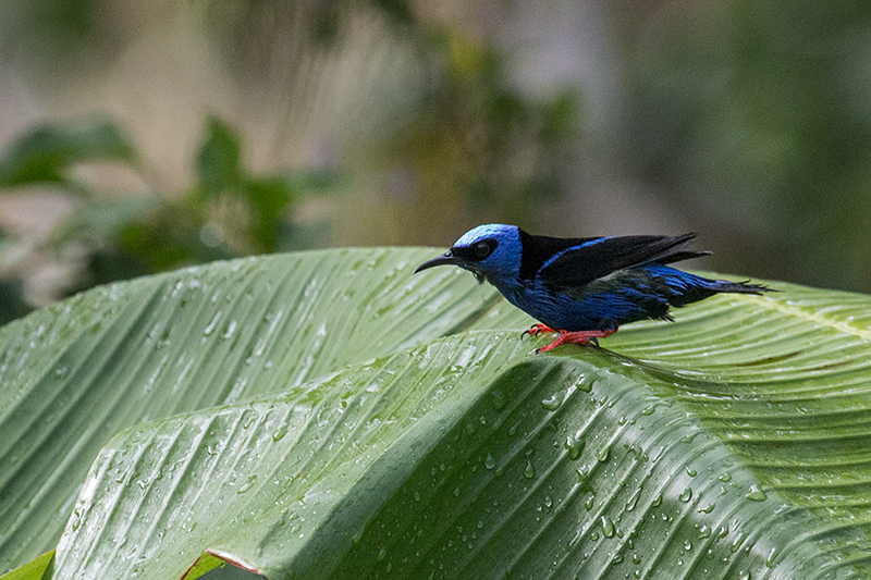 Red-legged Honeycreeper, Gamboa, Panama