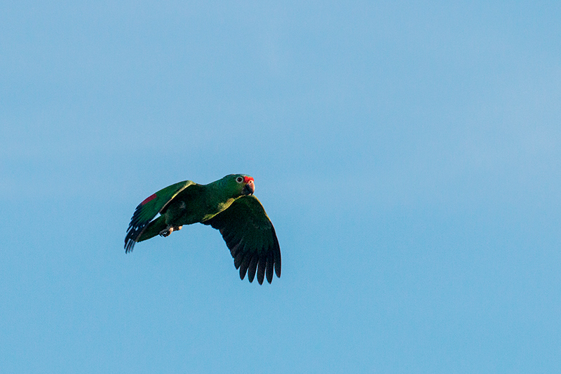 Red-lored Parrot, Tranquilo Bay Lodge, Bastimentos Island, Panama