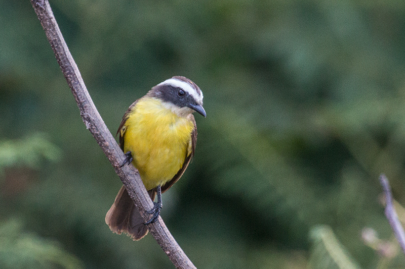 Rusty-margined Flycatcher, Gamboa Ammo Dump, Panama