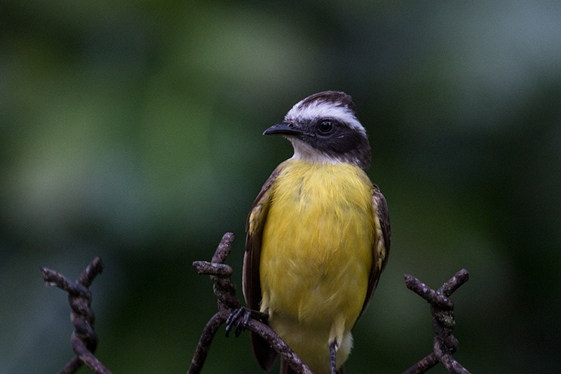 Rusty-margined Flycatcher,Summit Ponds, Panama