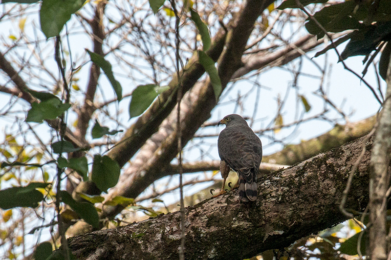 Roadside Hawk, Tranquilo Bay Lodge, Bastimentos Island, Panama by Richard L. Becker