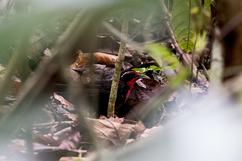 Rosy Thrush-Tanager, Gamboa Rainforest Resort, Panama by Richard L. Becker