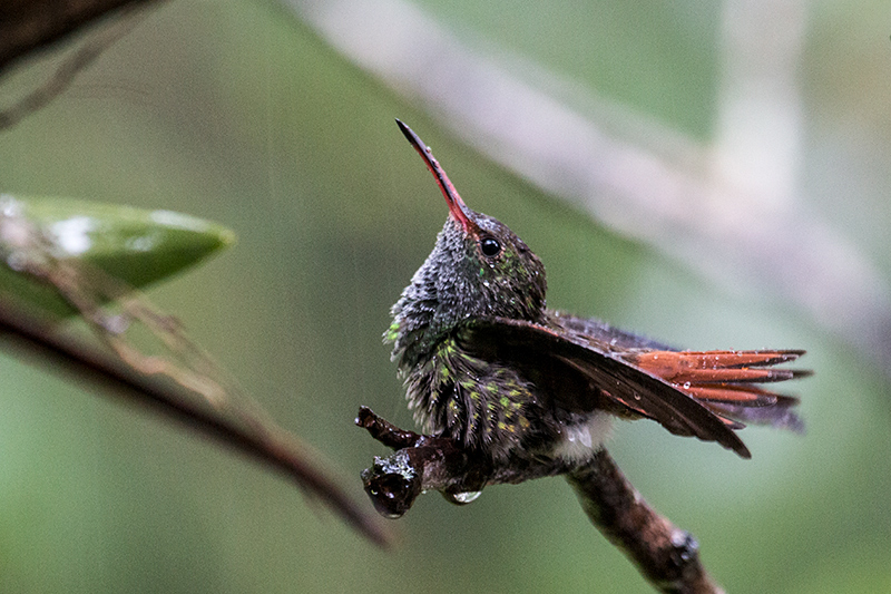 Rufous-tailed Hummingbird, The Harrisons' Feeders, Cerro Azul, Panama by Richard L. Becker