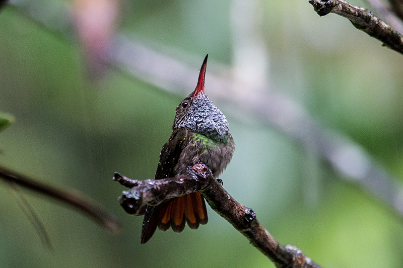 Rufous-tailed Hummingbird, The Harrisons' Feeders, Cerro Azul, Panama by Richard L. Becker