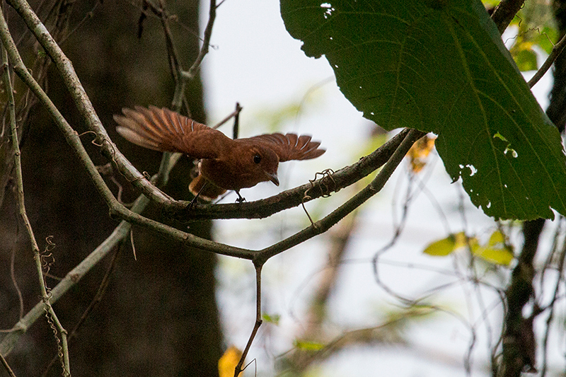 Rufous Mourner, Bosque Protector Palo Seco, Bocas del Toro, Panama