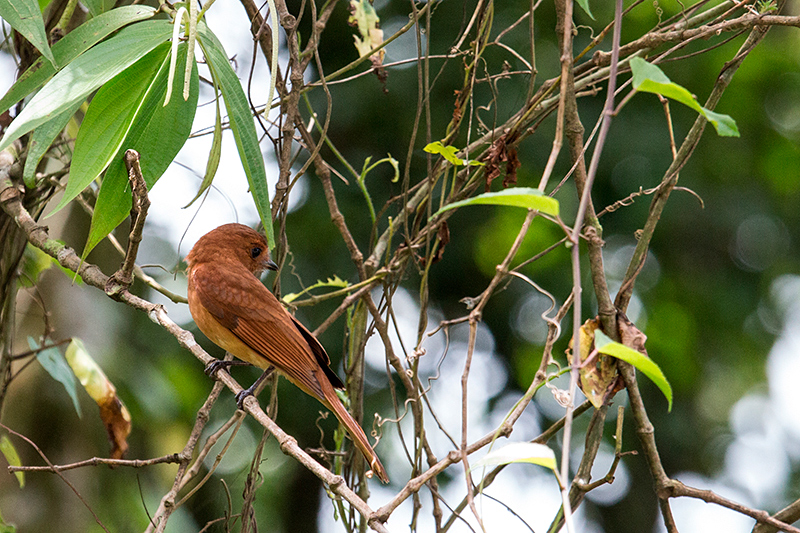 Rufous Mourner, Bosque Protector Palo Seco, Bocas del Toro, Panama