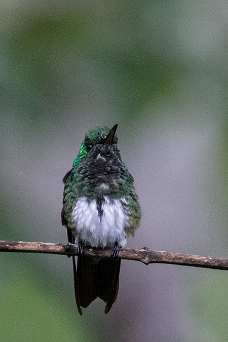 Snowy-bellied Hummingbird, The Harrisons' Feeders, Cerro Azul, Panama by Richard L. Becker