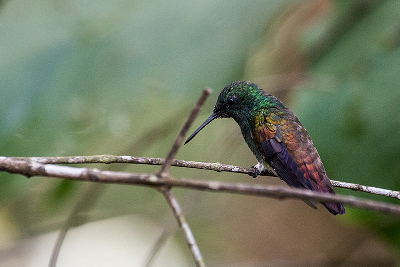 Snowy-bellied Hummingbird, The Harrisons' Feeders, Cerro Azul, Panama by Richard L. Becker