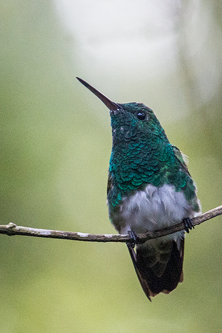 Snowy-bellied Hummingbird, The Harrisons' Feeders, Cerro Azul, Panama by Richard L. Becker