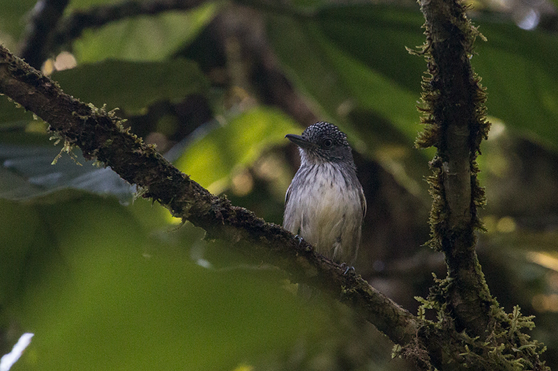 Spot-crowned Antvireo, Cerro Gaital Natural Monument, Panama