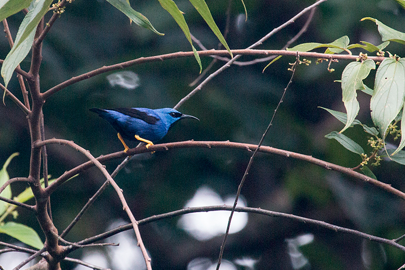 Shining Honeycreeper, Tranquilo Bay Lodge, Bastimentos Island, Panama