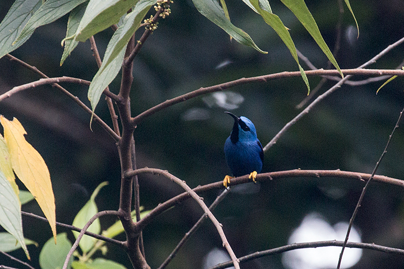 Shining Honeycreeper, Tranquilo Bay Lodge, Bastimentos Island, Panama