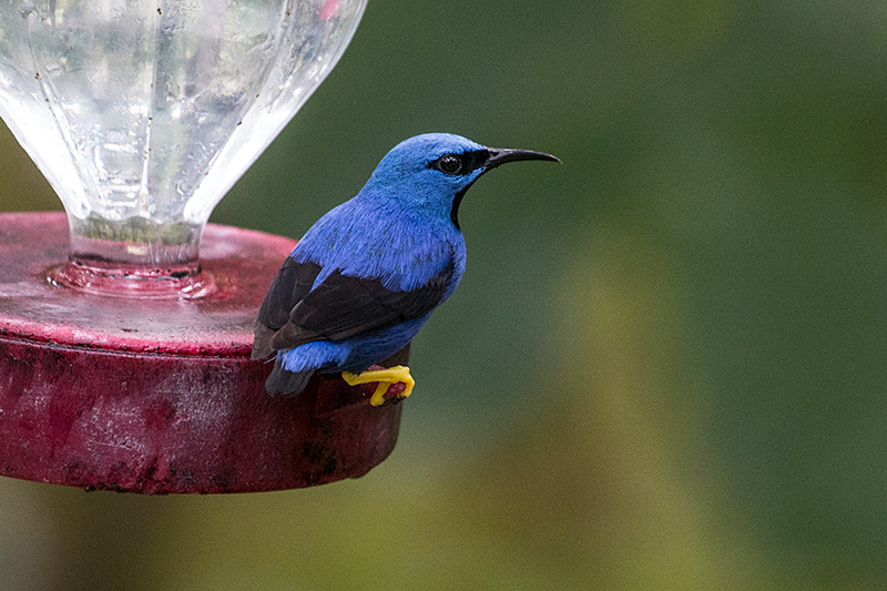 Shining Honeycreeper, The Harrisons' Feeders, Cerro Azul, Panama