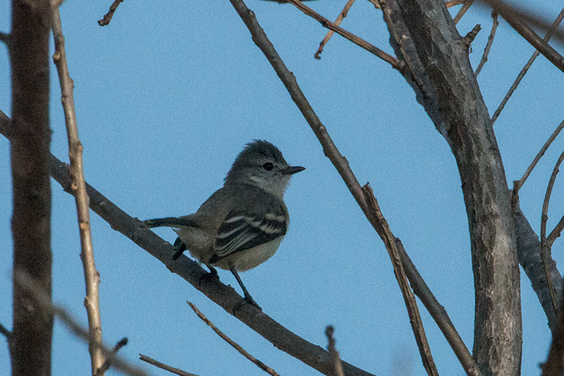 Southern Beardless-Tyrannulet, Anton Dry Forest, Panama