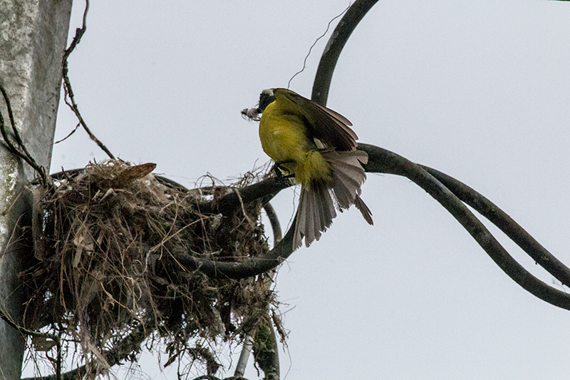 Social Flycatcher Constructing Nest, La Mesa, Panama