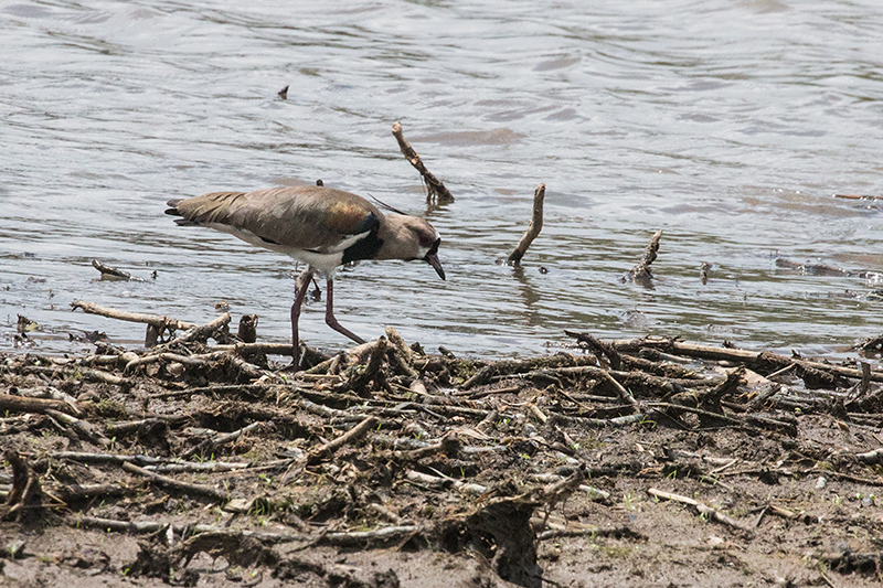 Southern Lapwing, Gamboa Rainforest Resort Marina, Panama by Richard L. Becker