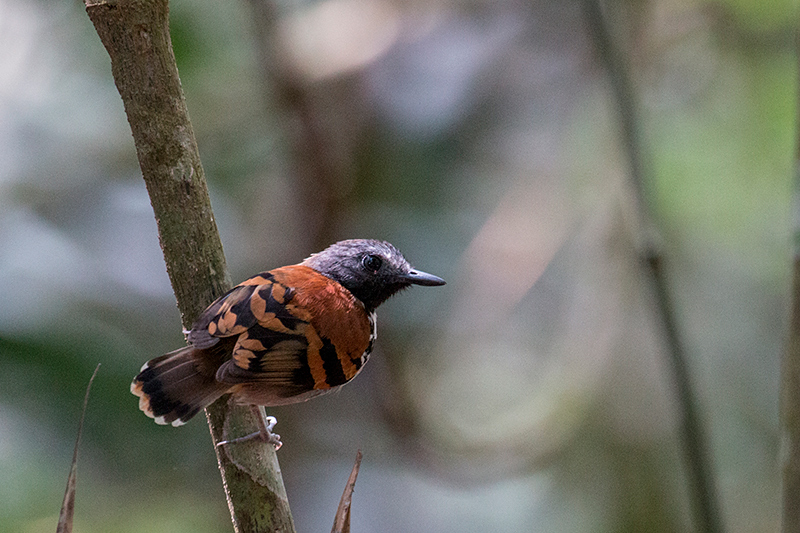 Spotted Antbird, Semaphore Hill Road, Panama