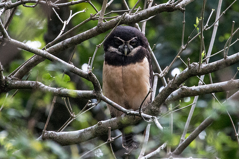 Spectacled Owl, Hannibel's, Panama