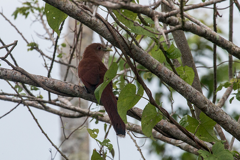 Squirrel Cuckoo, Saropa (Snyder) Canal Boat Trip, Bocas del Toro, Panama