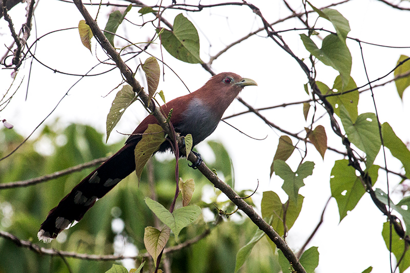 Squirrel Cuckoo, Saropa (Snyder) Canal Boat Trip, Bocas del Toro, Panama