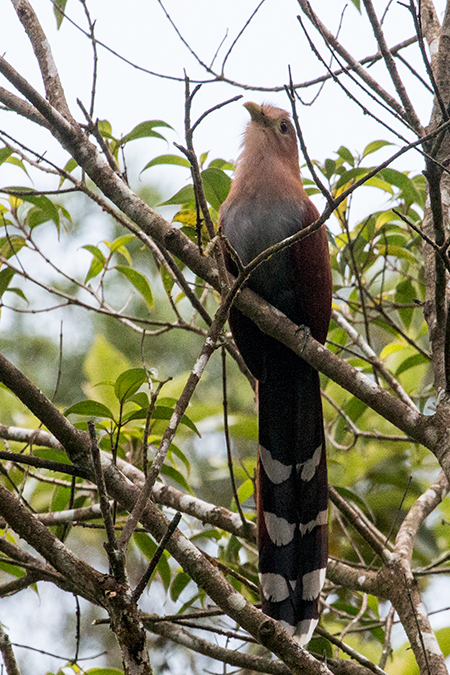 Squirrel Cuckoo, Cerro Gaital Natural Monument, Panama