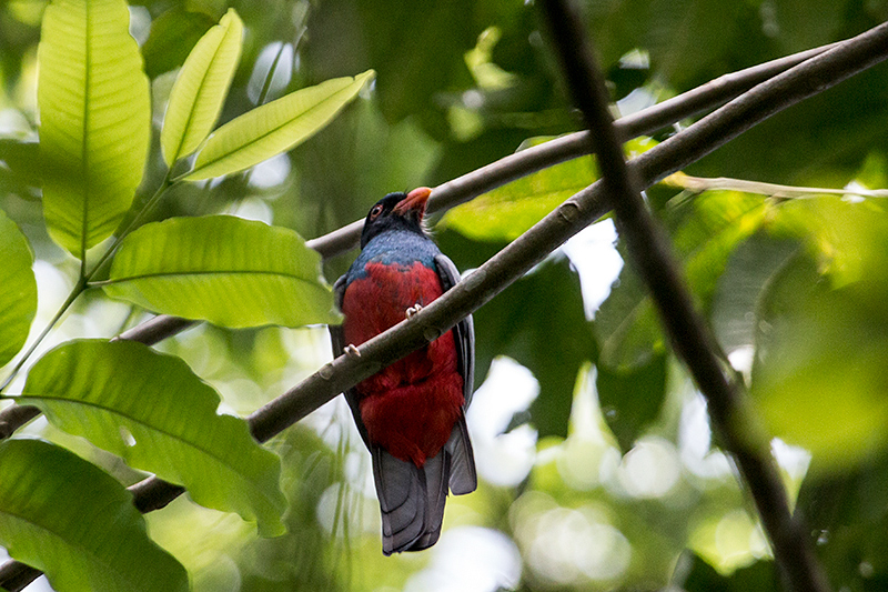 Slaty-tailed Trogon, Green Acres Cocoa Plantation, Panama