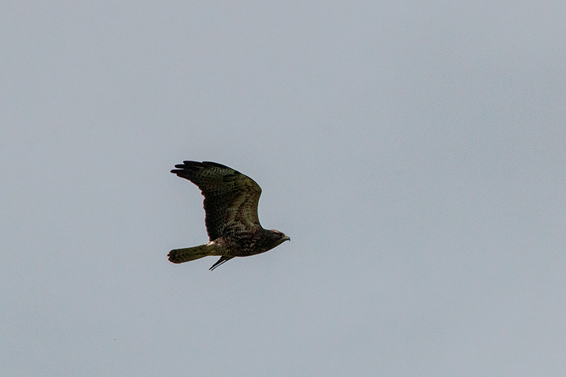 Swainson's Hawk, Punta Robalo, Chiriqu Grande, Bocas del Toro, Panama