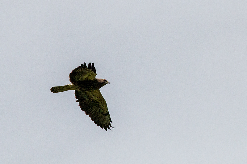 Swainson's Hawk, Punta Robalo, Chiriqu Grande, Bocas del Toro, Panama