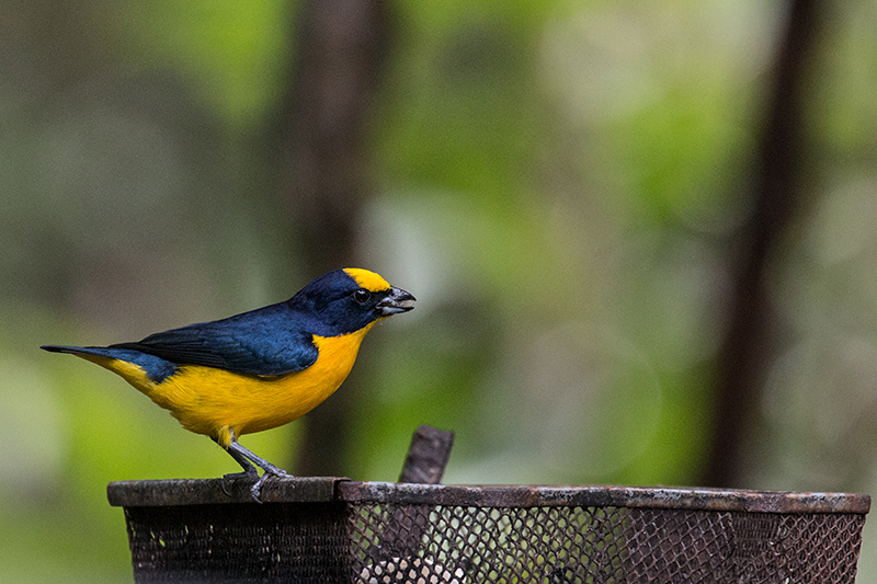 Thick-billed Euphonia, The Harrisons' Feeders, Cerro Azul, Panama by Richard L. Becker