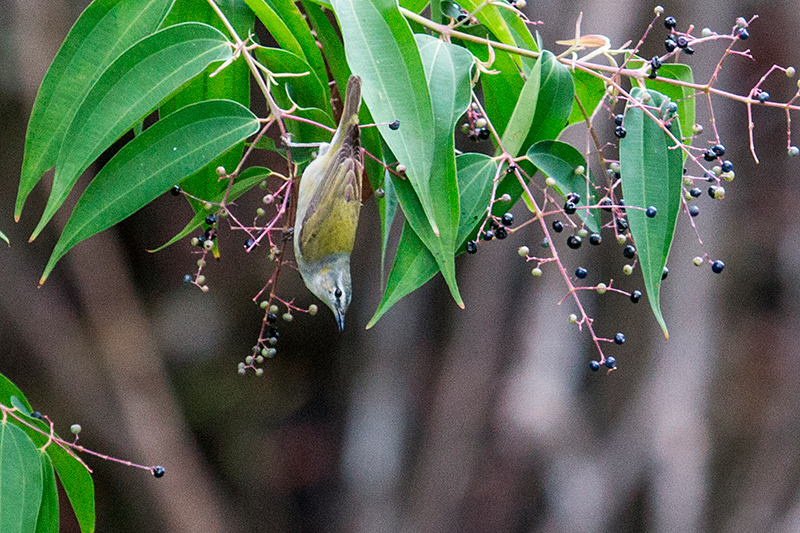 Tennessee Warbler, Tranquilo Bay Lodge, Bastimentos Island, Panama by Richard L. Becker