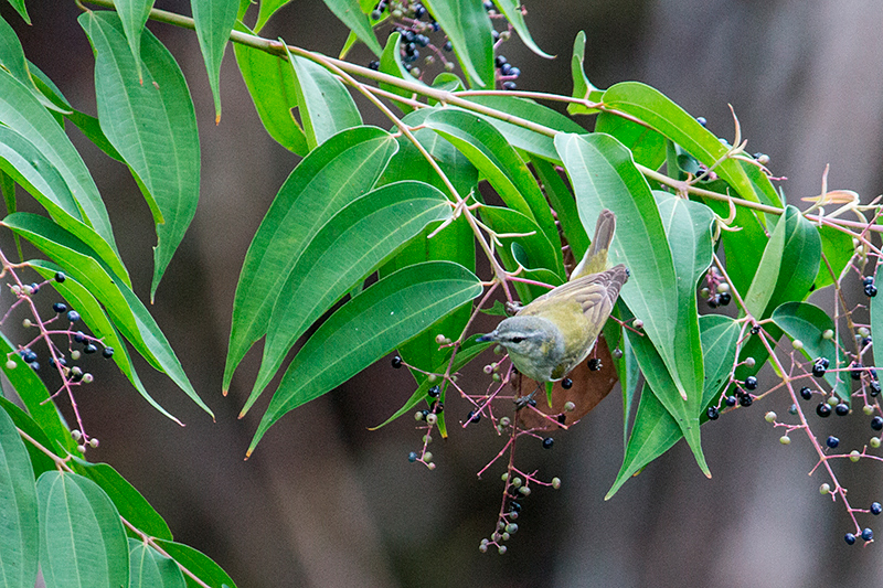 Tennessee Warbler, Tranquilo Bay Lodge, Bastimentos Island, Panama by Richard L. Becker