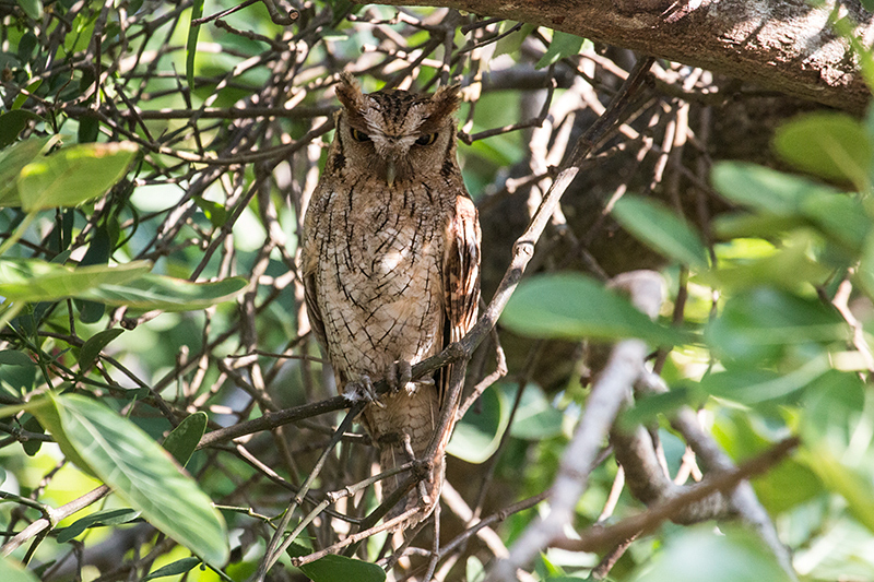 Tropical Screech-Owl, Anton Dry Forest, Panama